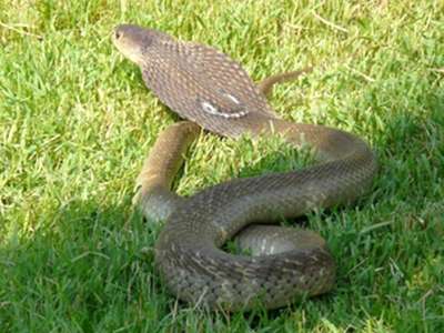 Plain spectacled morph of Naja siamensis — uniform brown without strong contrasting bands