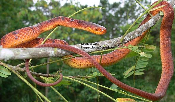 Pareas Carinatus