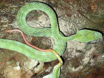 Parias Hageni Hagen's Viper Bulian