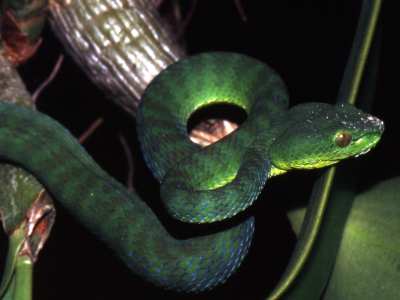 Parias Popeiorum Popes Pit Viper Bulian