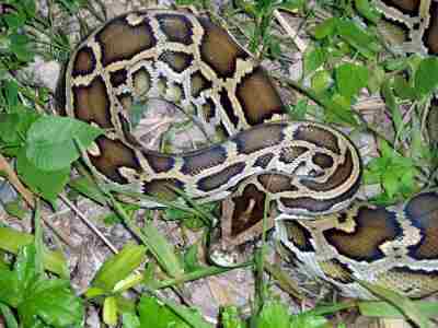Python Bivitattus Burmese Python Bulian