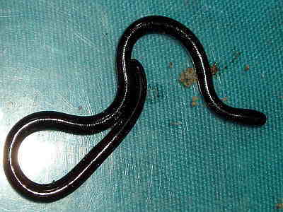 Ramphotyphlops-braminus-common-blind-snake-bulian | ThailandSnakes