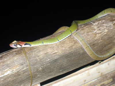 Rhabdophis Nigrocinctus Green Keelback Roger Mader