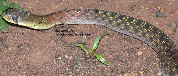 Red-Necked Keelback (Rhabdophis subminiatus) showing the bright red neck and yellow shoulder patch on an olive body