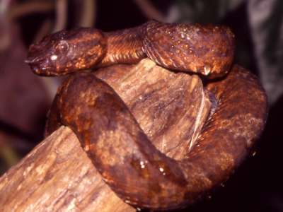 Wirot's Palm Viper (Trimeresurus wiroti) showing the dark green dorsum with paler banding