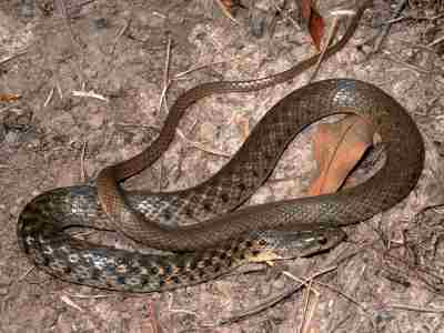 Xenochrophis Piscator Checkered Keelback Wolfgang Grossman