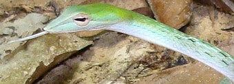 Oriental Whip Snake in Thailand - venomous, not deadly.