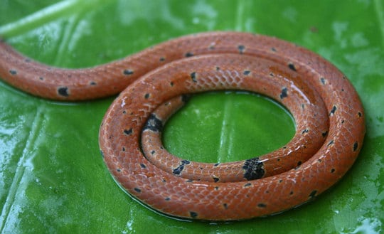 Thailand found Small Spotted Coral Snake - Calliophis maculiceps