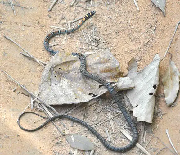 Twin Barred Tree Snake - Chrysolopea pelias - rare Thailand snake.