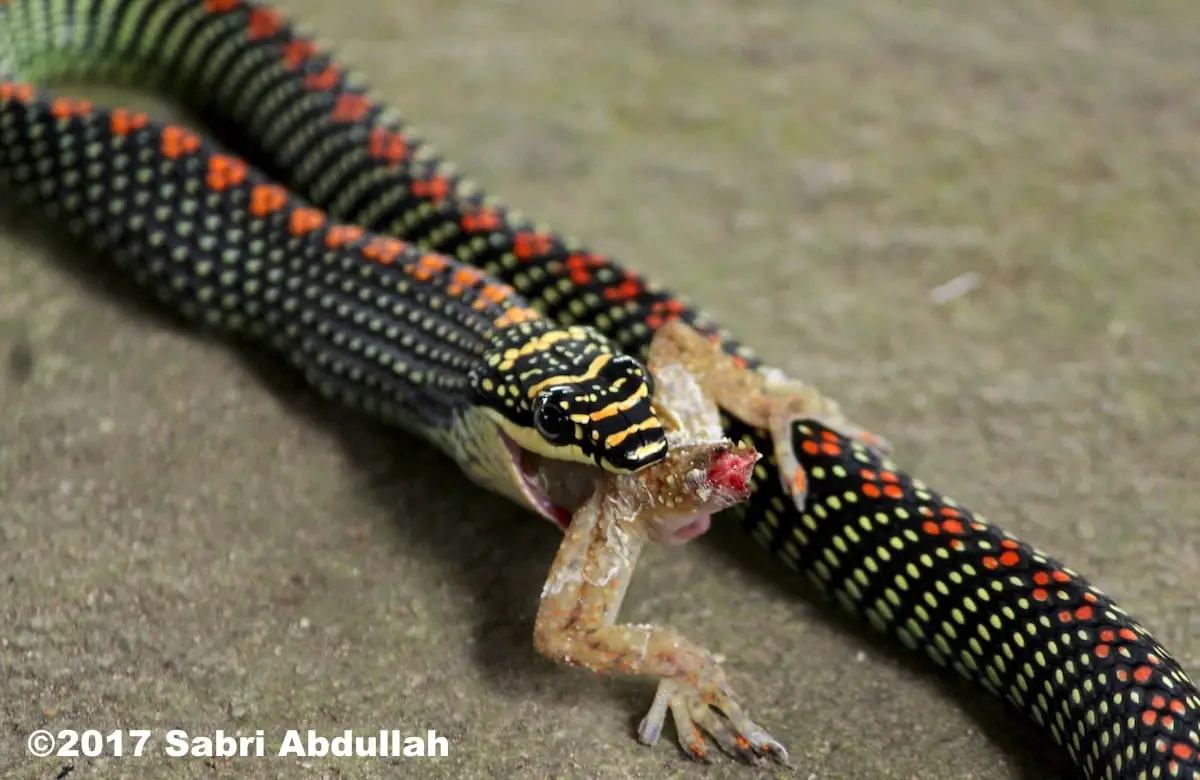 Paradise tree snake eating a gecko (Chrysopelea paradisi).