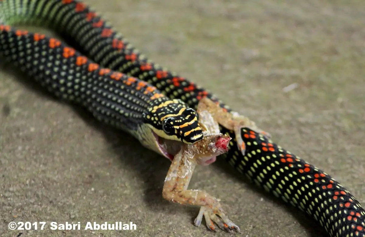 Paradise Tree Snake Chrysopelea Paradisi Mildly Venomous Not