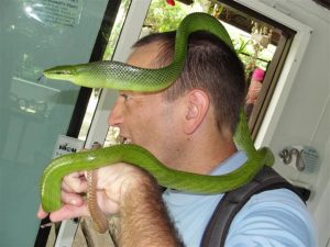 Red Tailed Racer on Man's Head - Gonyosoma oxycephalum - not dangerous snake from Thailand.