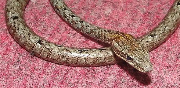 Dryophiops rubescens - Brown-Whip-Snake - Krabi, Thailand