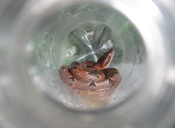 Bottled Thailand snake.