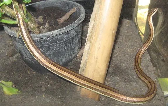 Brown snake with tan stripes, the Indochinese sand snake in Thailand
