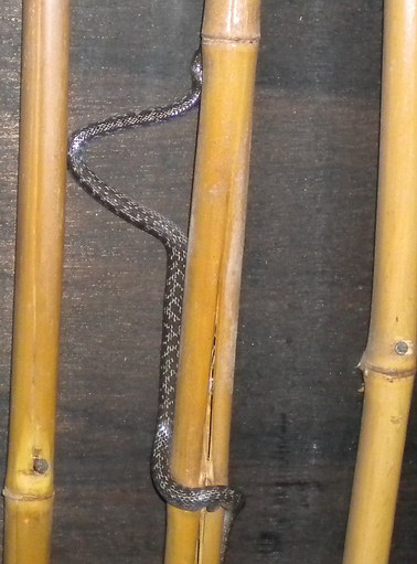Lycodon capucinus. Wolf Snake in Ko Samet, Thailand. Harmless snake.