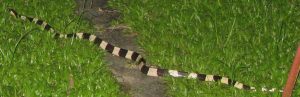 Banded Krait (Bungarus fasciatus) from Borneo, Malaysia.