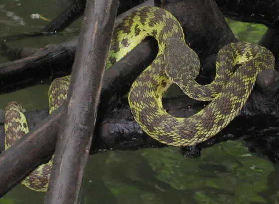 Mangrove pit viper in mangrove trees in Krabi province, Thailand.