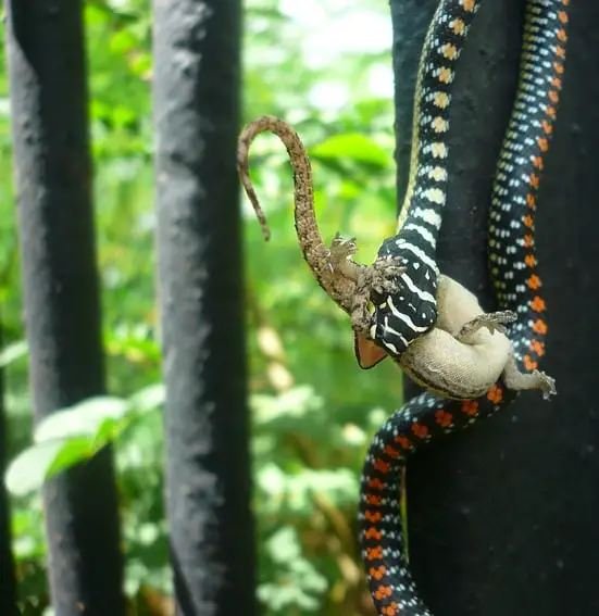 Paradise Tree Snake (Chrysopelea paradisi) - Mildly Venomous - Not