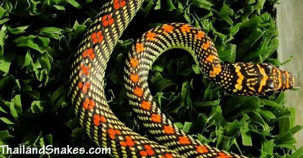 Paradise Tree Snake - Chrysopelea paradisi - from Krabi, Thailand and also called, flying snake