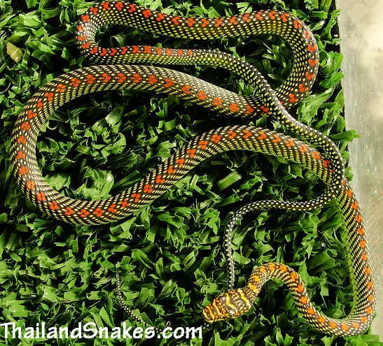 Full body of Paradise Tree Snake (Chrysopelea paradisi) from Krabi, Thailand