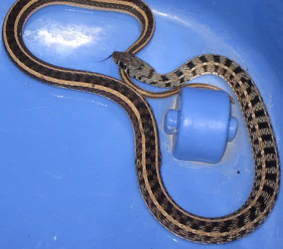 Striped Keelback Snake from Northern Thailand - Amphiesma stolatum.