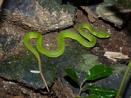 White Lipped Green Pit Viper in Thailand