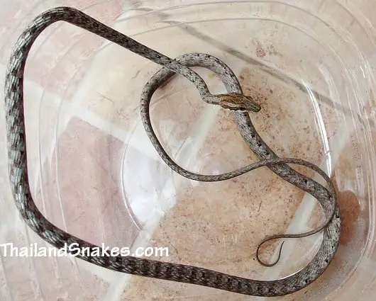 Brown Whip Snake - Keel-bellied Whip Snake - Dryophiops rubescens caught in Thailand