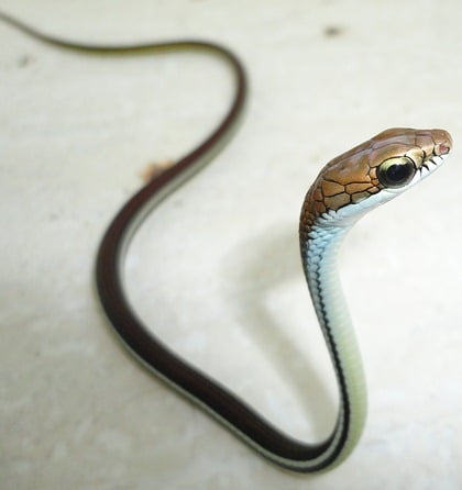 Striped bronzeback snake from Southern Thailand - Dendrelaphis caudolineatus