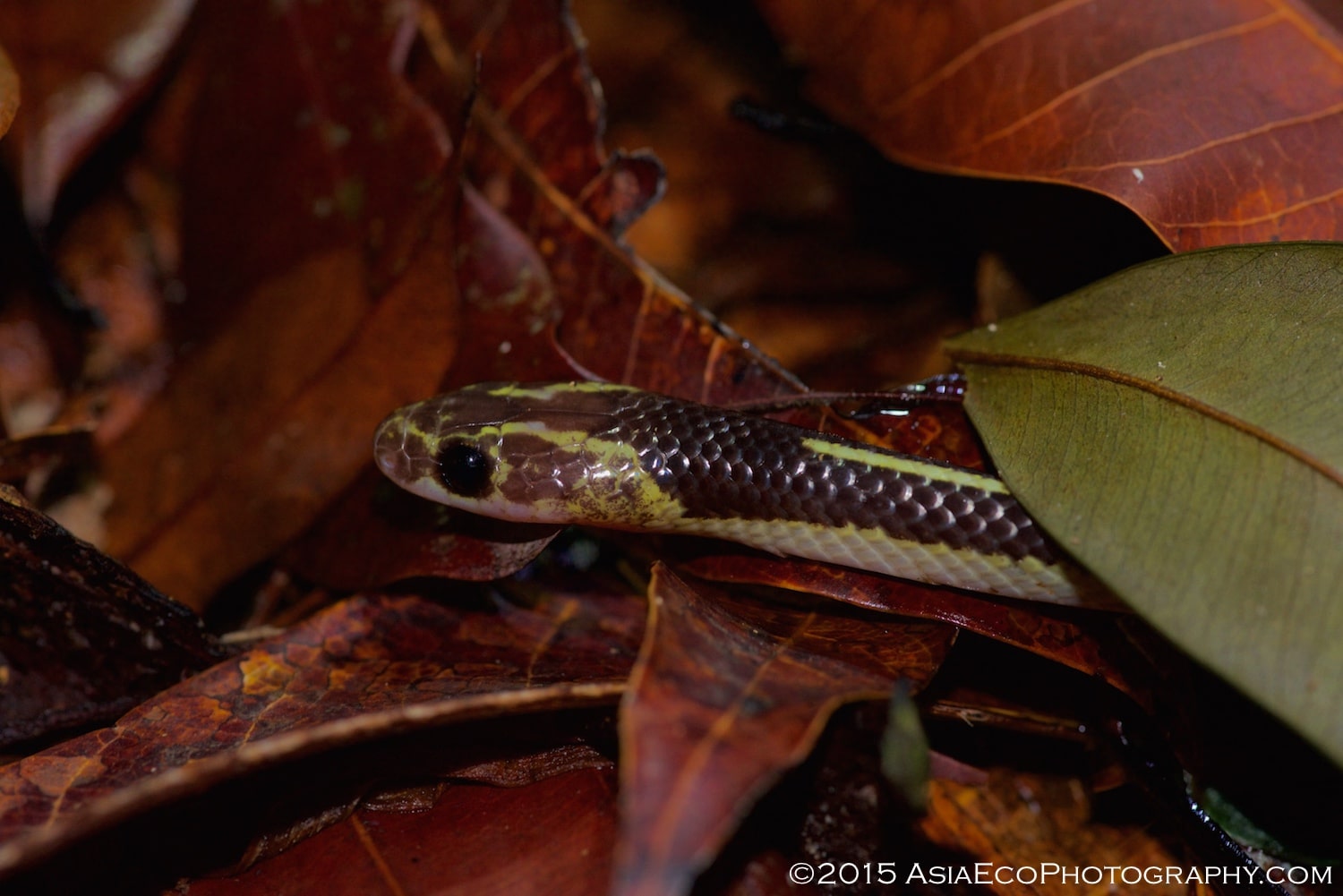 Malayan Bridle Snake - Dryocalamus subannulatus in Thailand primary rainforest in Krabi province on the Malaysian Peninsula.