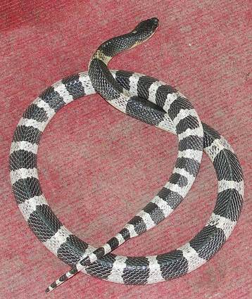 A large black and white snake that can kill you quickly - the Malayan krait.