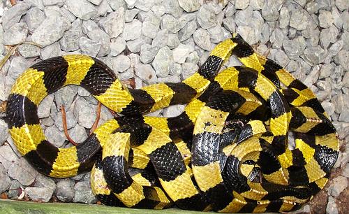 Banded Krait - black and yellow in Thailand. Bungarus fasciatus. Deadly venomous snake.