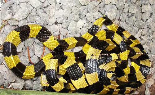 yellow snake with black stripes in florida