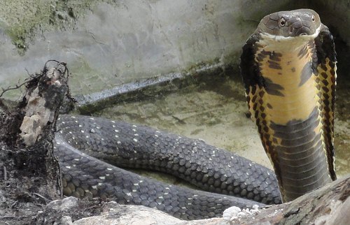 Captive king cobra - Krabi, Thailand.