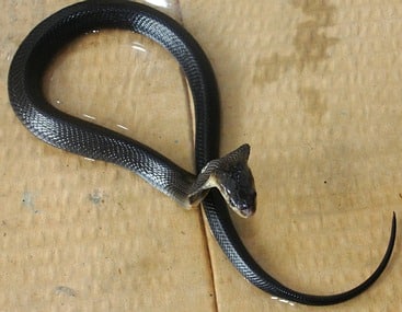 Juvenile Monocled Cobra - Naja kaouthia.
