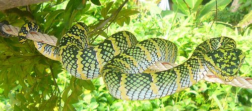 Wagler's Pit Viper - Tropidolaemus wagleri. Deadly venomous snake of Thailand.