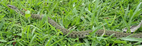 A common keelback snake in the grass - harmless and not going to hurt anyone, even if you step on it.