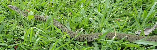 snake-in-the-grass-what-is-the-meaning-thailand-snakes