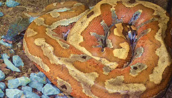 thailand-snake-photo-blood-python-thailandsnakes