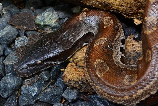Blood Python - Thailand - Python brongersmai non-venomous snakes that are not very common in Thailand