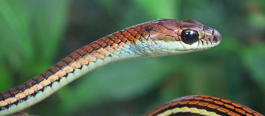 Striped bronzeback snake from southern Thailand