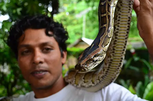 Burmese Python - Southern Thailand (Python molurus bivittatus)
