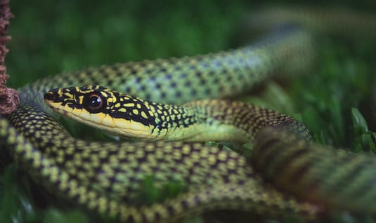 Golden Tree Snake - Thailand - Chrysopelea ornata ornatissima mildly venomous, no danger to humans.