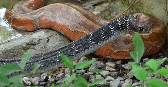 Ptyas carinatus - Keeled Rat Snake, a non-venomous snake in Thailand.