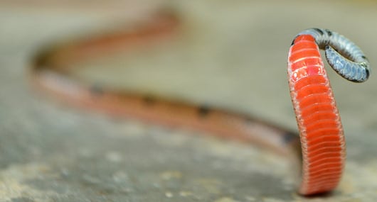 Small Spotted Coral Snake - Venomous - Dangerous | ThailandSnakes