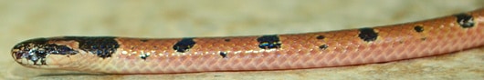Speckled Coral Snake from side - Calliophis maculiceps