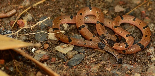 Speckled Coral Snake - Venomous - Potentially Dangerous