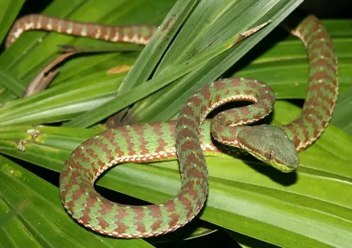 New Thailand snake species - Trimeresurus Popeia phuketensis