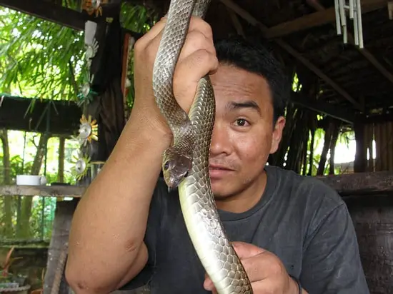 Burmese man at Krabi Snake Show holds Indo-Chinese Rat Snake (Ptyas korros).