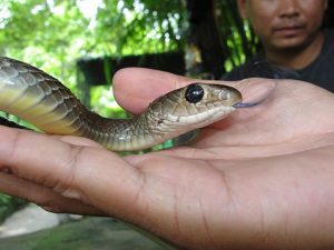 A brownish colored Indo-Chinese Rat Snake (Ptyas korros) from Southern Thailand.